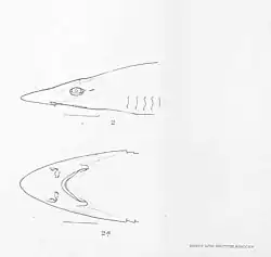 Description de l'image FMIB 50627 Galeus dorsalis Gill Panama.jpeg.