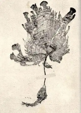 Description de l'image FMIB 52417 Udotea conglutinata.jpeg.