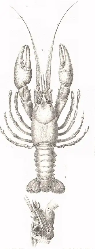 Description de l'image FMIB 53506 Cambarus cornutus Fax Male form I Green River, Ky.jpeg.