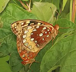 Speyeria cybele