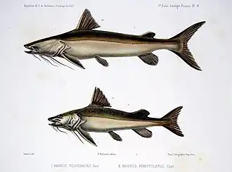 Description de l'image F de Castelnau-poissonsPl14.jpg.