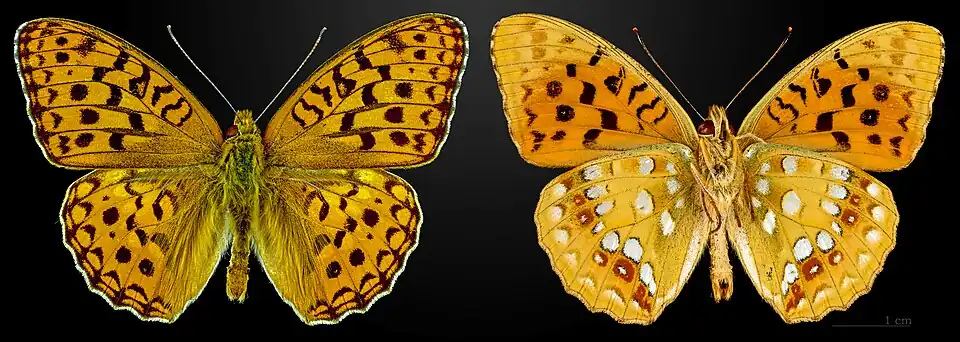 Fabriciana adippe, France – coll. MHNT