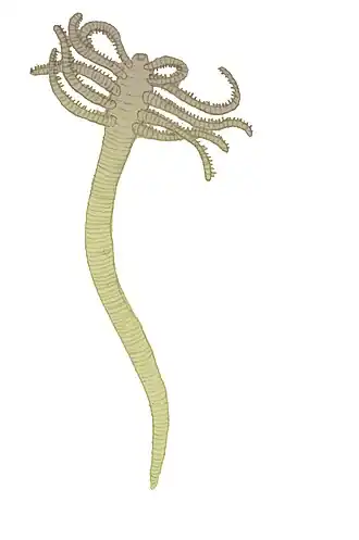 Reconstitution de Facivermis, un lobopodien inhabituel sans lobopodes postérieurs.