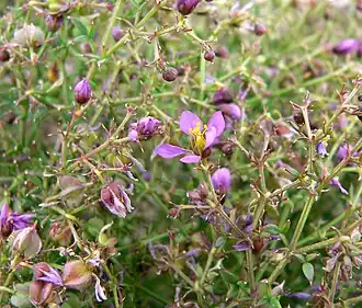 Description de l'image Fagonia laevis 3.jpg.