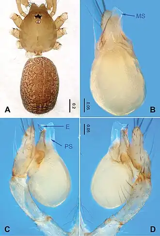 Description de l'image Falcileptoneta baegunsanensis (10.3897-zookeys.872.34594) Figure 1.jpg.