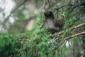 Description de l'image Falcipennis falcipennis displaying.jpg.