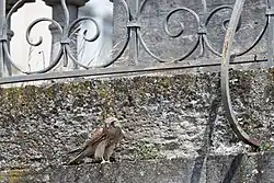 Photo d'un Faucon crécerelle posé sur une rambarde en pierre