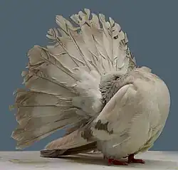 Queue de paon crème barré.