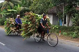 Agriculteurs transportant du maïs sur des vélos roadsters en Indonésie