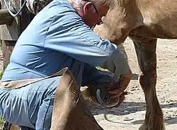 Déferrage à l'aide la tricoise à déferrer.