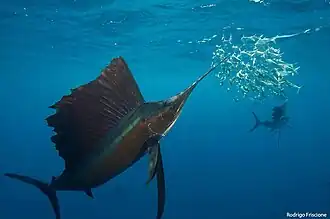 Voilier de l'Indo-Pacifique.
