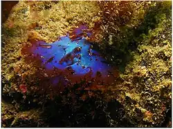 Fauchea laciniata (Faucheaceae).