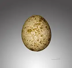 Gros plan d'un œuf de crécerelle sur fond gris neutre, avec une échelle de mesure