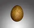 Œuf de Faucon gerfaut (Muséum de Toulouse).