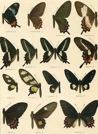 Description de l'image FaunaamericanparsII1plate1.jpg.