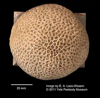 Description de l'image Favia leptophylla (YPM IZ 001517.CNA).jpeg.