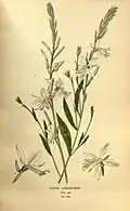 Illustration (1897).