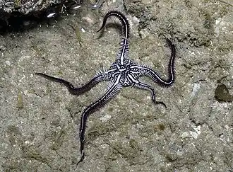 Ophiomaza cacaotica à Singapour