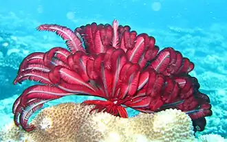 Himerometra robustipinna, une Himerometridae