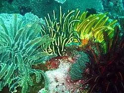 Assemblage multicolore à Bali.