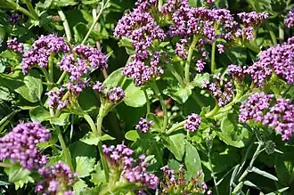 Description de l'image Fedia cornucopiae 6.JPG.