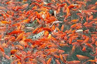 Le Poisson rouge (Carassius auratus), élevé surtout comme poisson d'ornement.