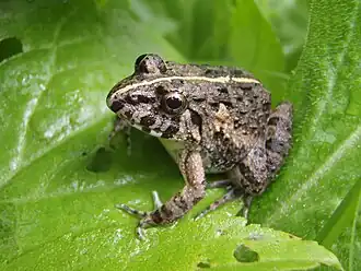 Description de l'image Fejervarya kawamurai.jpg.