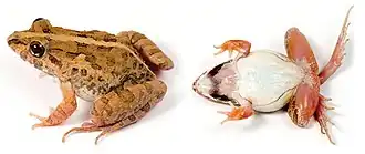 Description de l'image Fejervarya limnocharis (10.3897-evolsyst.2.27020) Figure 2 (cropped).jpg.