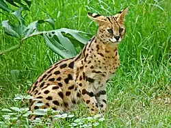Serval