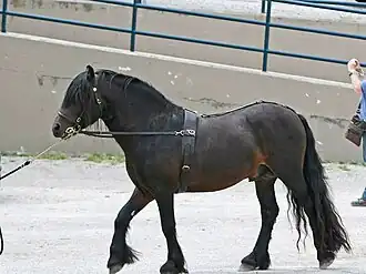 Image illustrative de l’article Fell (cheval)