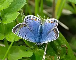 Dessus d'une femelle à la coloration bleue étendue.