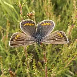 Avers d'une femelle.