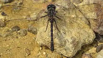 Austroaeschna obscura (Telephlebiidae)