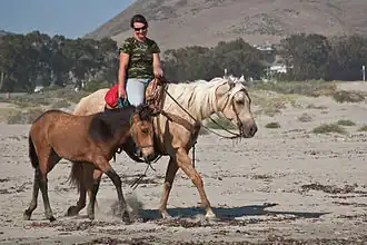 Une femme assise sur un cheval blanc marchant à côté d'un poulain