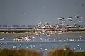 Flamants roses