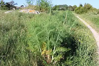 Fenouil sauvage dans les dunes de Plouescat (Finistère).