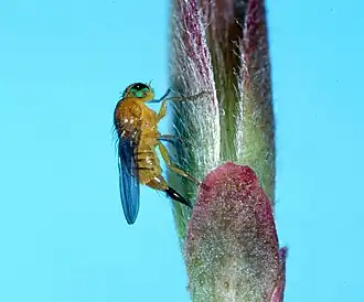 Description de l'image Fergusonina fly ARS K9402-1.jpg.