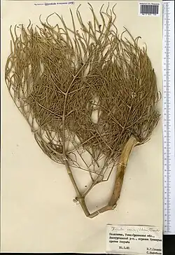 Feuilles. Collecté au Kazakhstan.