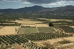 Photographie couleur montrant un paysage agricole, composé de champ de blé et d'oliviers.