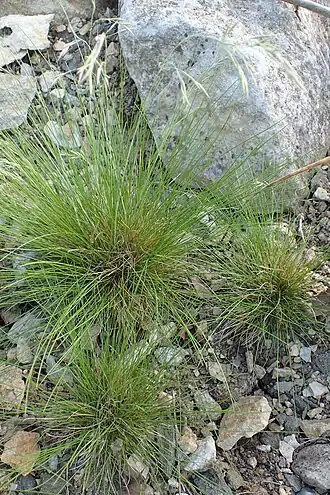 Description de l'image Festuca acuminata kz01.jpg.
