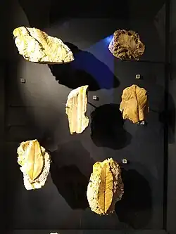 Feuilles fossilisées, Thanétien, Travertin de Sézanne.