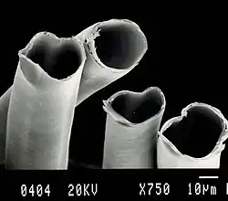 Vue en coupe de la fibre de soie d'Amérique.