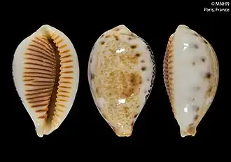 Description de l'image Ficadusta pulchella aliguayensis (MNHN-IM-2000-3592).jpeg.