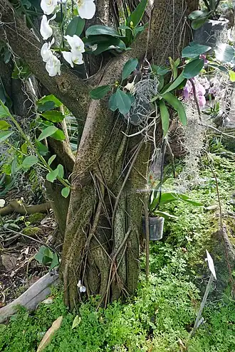 Description de cette image, également commentée ci-après