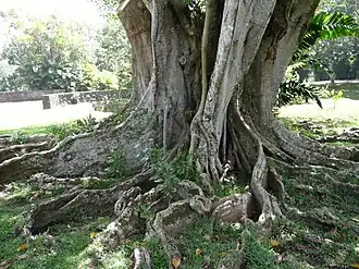 Pamplemousse, Maurice : tronc