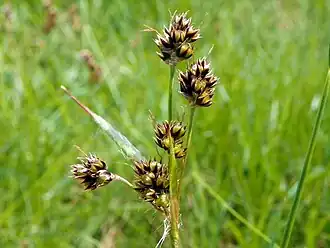 Fleurs de Luzule champêtre.
