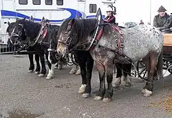 groupe de chevaux de trait vus de profil.