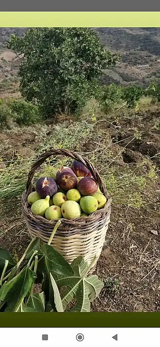 Image illustrative de l’article Figue sèche de Beni Maouche