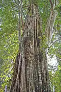 Srolao parasité par un figuier étrangleur Ficus altissima qui l'enserre totalement.