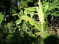 Opuntia monacantha à La Réunion